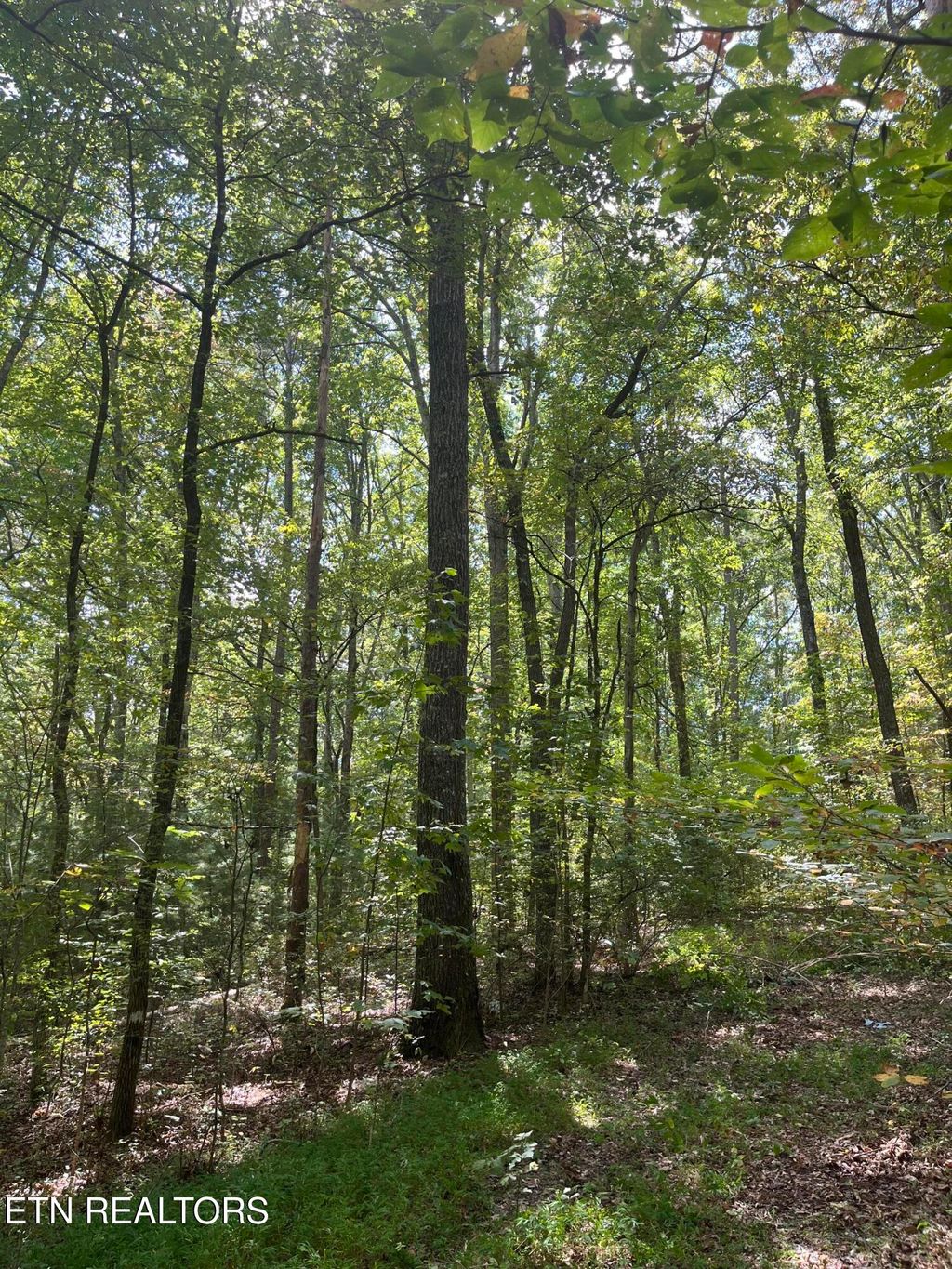 Photo of 589 Barney Creek Rd Rd, Tellico Plains, TN 37385 (MLS # 1316096)