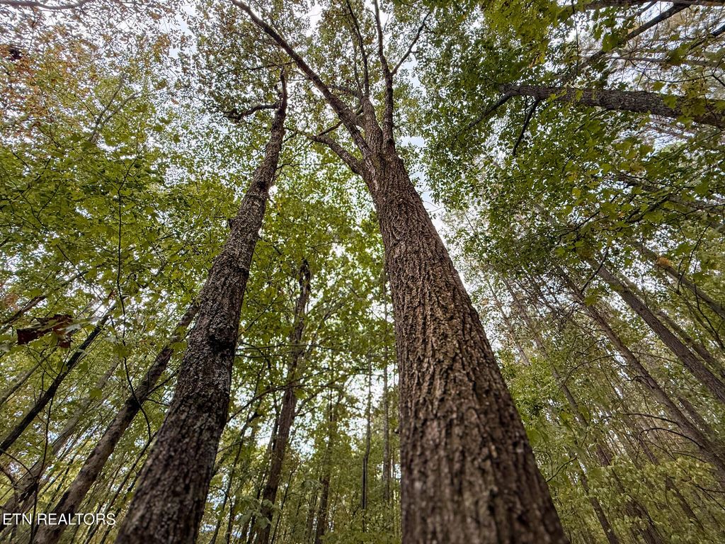 Photo of Lot 1 Airport Rd, Rockwood, TN 37854 (MLS # 1310472)