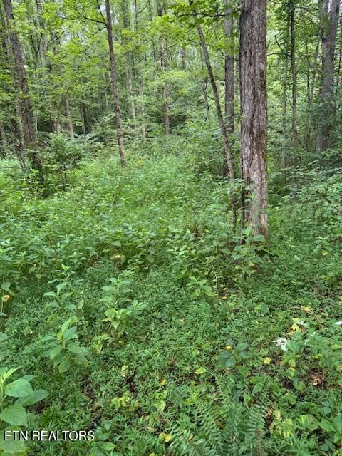 Tiny photo for 1 Timber Lake Drive, Cosby, TN 37722 (MLS # 1311818)