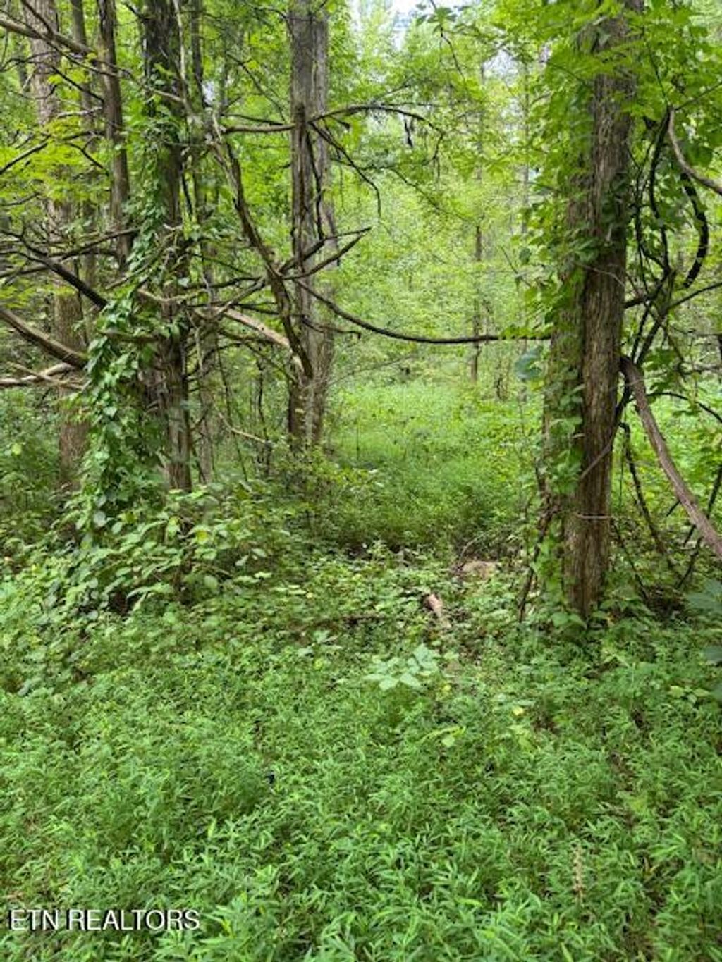 Photo of 1 Timber Lake Drive, Cosby, TN 37722 (MLS # 1311818)