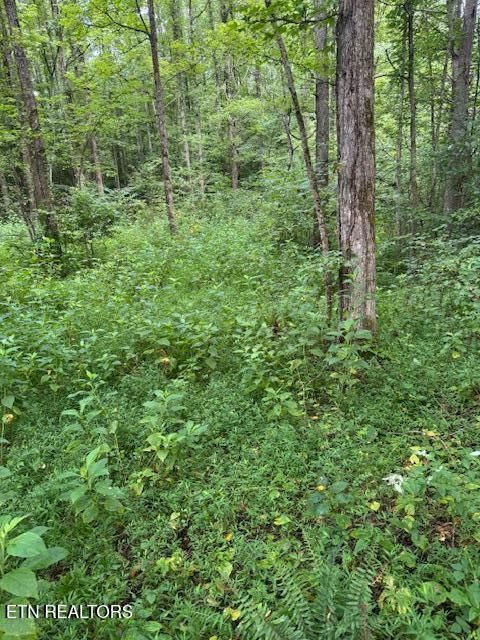 Tiny photo for 1 Timber Lake Drive, Cosby, TN 37722 (MLS # 1311818)