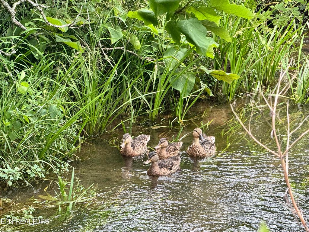 Photo of 121 N Shiloh Rd, Seymour, TN 37865 (MLS # 1304789)