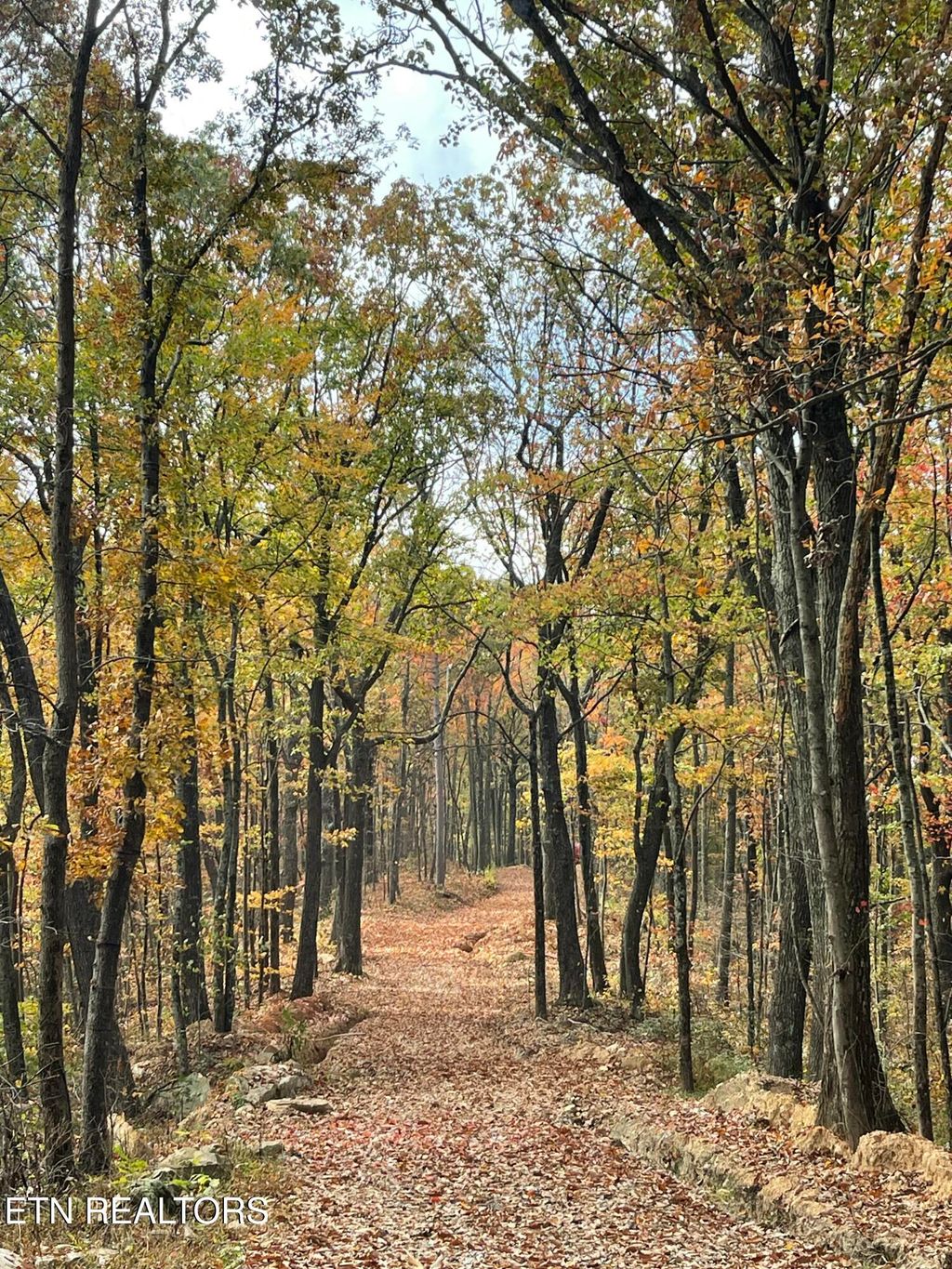 Photo of 150 Timber Oaks Lane, Pioneer, TN 37847 (MLS # 1330047)