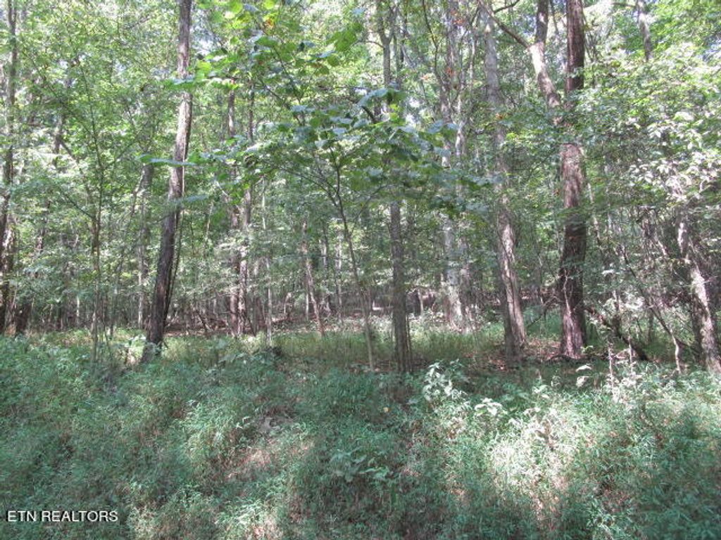 Photo of Cabbage Rd, Blaine, TN 37709 (MLS # 1276115)