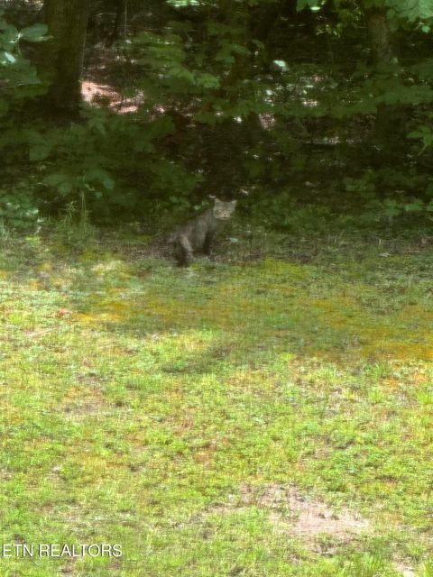 Tiny photo for 1474 Black Oak Way, Sevierville, TN 37862 (MLS # 1333780)