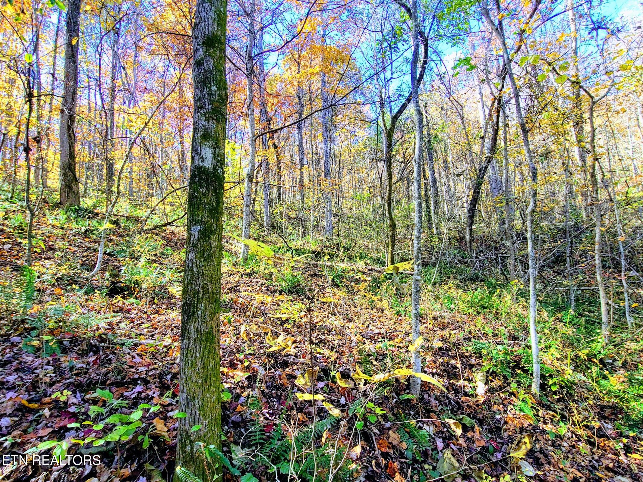 Vowell Mountain Lane