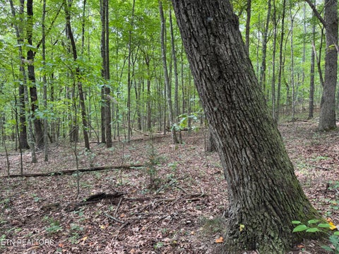 Tiny photo for Wildcat Rd, Jamestown, TN 38556 (MLS # 1356125)