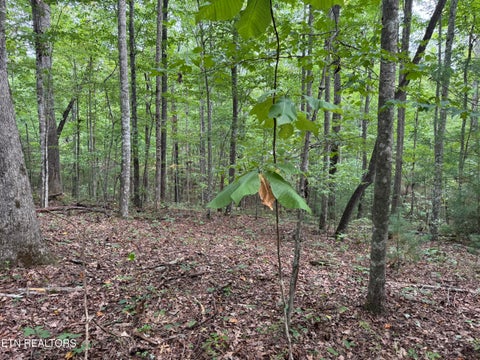 Tiny photo for Wildcat Rd, Jamestown, TN 38556 (MLS # 1356125)