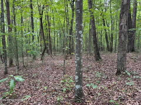 Tiny photo for Wildcat Rd, Jamestown, TN 38556 (MLS # 1356125)