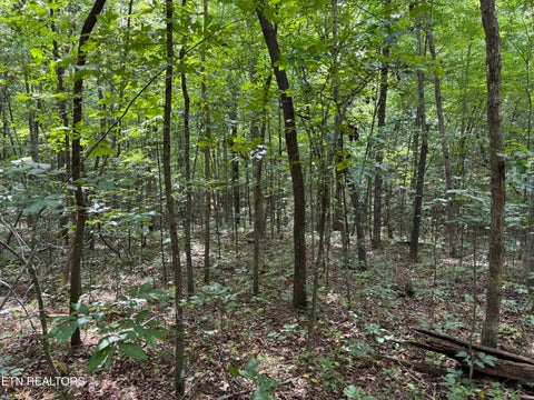 Tiny photo for Wildcat Rd, Jamestown, TN 38556 (MLS # 1356125)