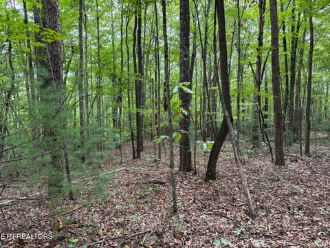 Tiny photo for Wildcat Rd, Jamestown, TN 38556 (MLS # 1356125)