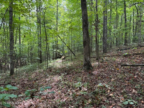 Tiny photo for Wildcat Rd, Jamestown, TN 38556 (MLS # 1356125)