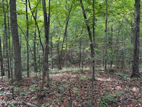 Tiny photo for Wildcat Rd, Jamestown, TN 38556 (MLS # 1356125)