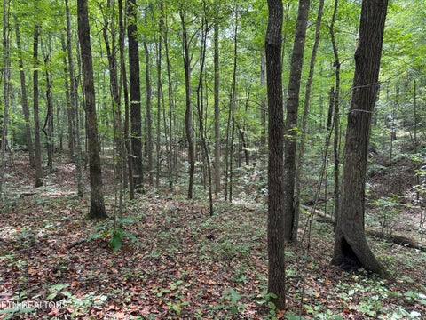 Tiny photo for Wildcat Rd, Jamestown, TN 38556 (MLS # 1356125)