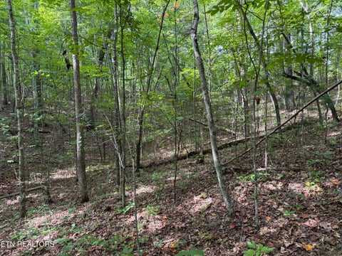 Tiny photo for Wildcat Rd, Jamestown, TN 38556 (MLS # 1356125)