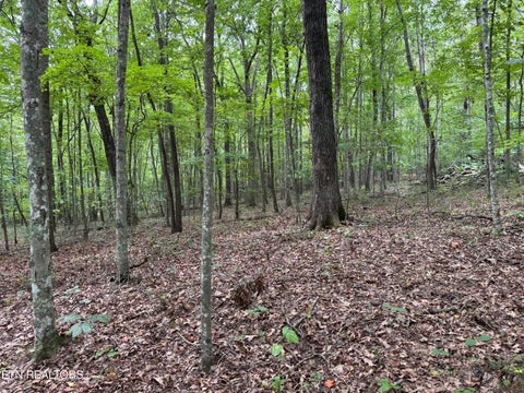 Tiny photo for Wildcat Rd, Jamestown, TN 38556 (MLS # 1356125)