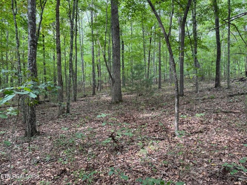 Photo of Wildcat Rd, Jamestown, TN 38556 (MLS # 1356125)