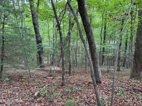 Tiny photo for Wildcat Rd, Jamestown, TN 38556 (MLS # 1356125)