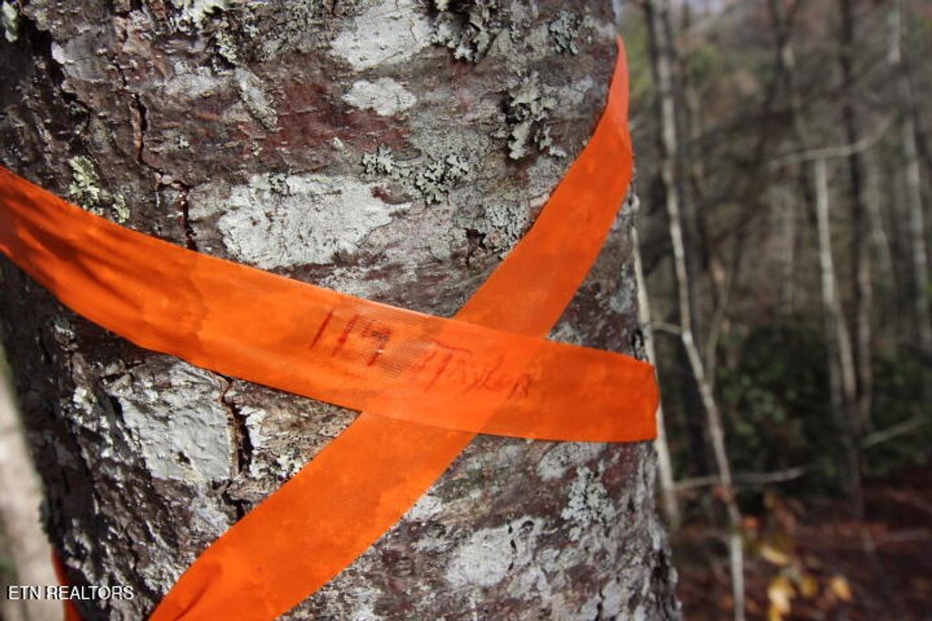 Photo of 119 Taylors Rdg Rd, Walland, TN 37886 (MLS # 1242835)