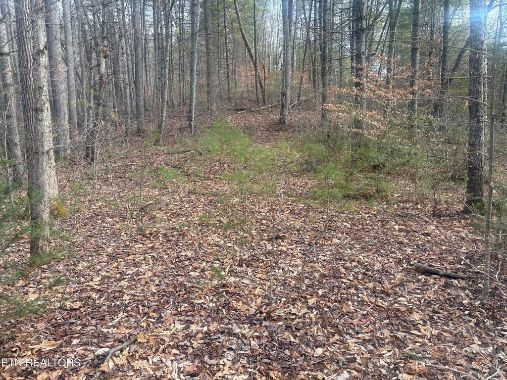 Photo of --- Sugar Maple Way, Del Rio, TN 37727 (MLS # 1329168)