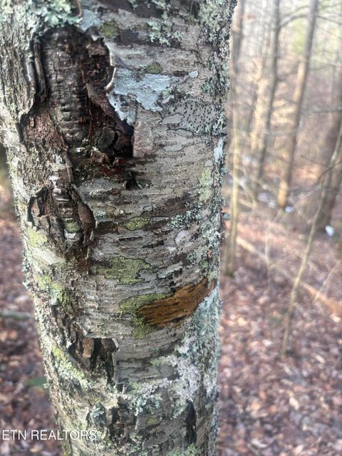 Tiny photo for --- Sugar Maple Way, Del Rio, TN 37727 (MLS # 1329168)