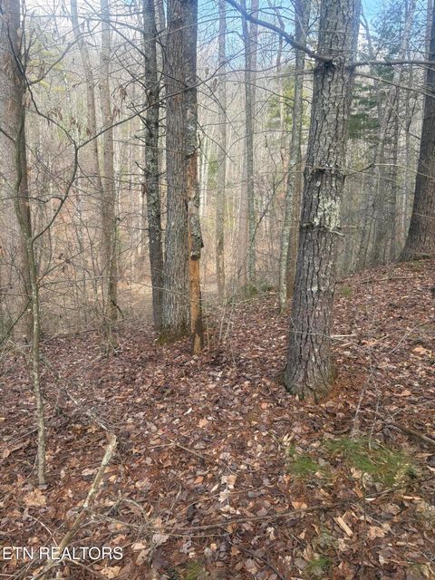 Tiny photo for --- Sugar Maple Way, Del Rio, TN 37727 (MLS # 1329168)