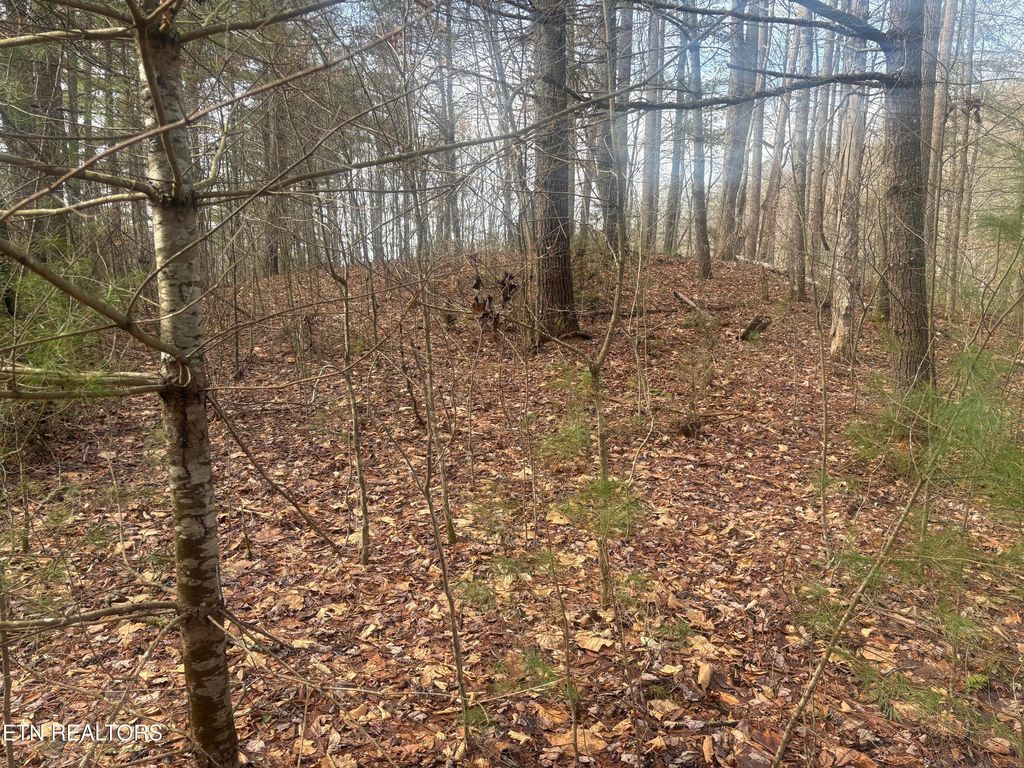 Photo of --- Sugar Maple Way, Del Rio, TN 37727 (MLS # 1329168)