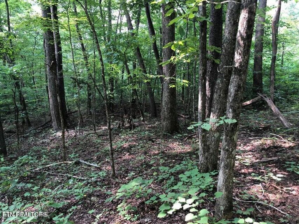 Photo of TBD Jackson Hollow Rd, Thorn Hill, TN 37881 (MLS # 1278349)