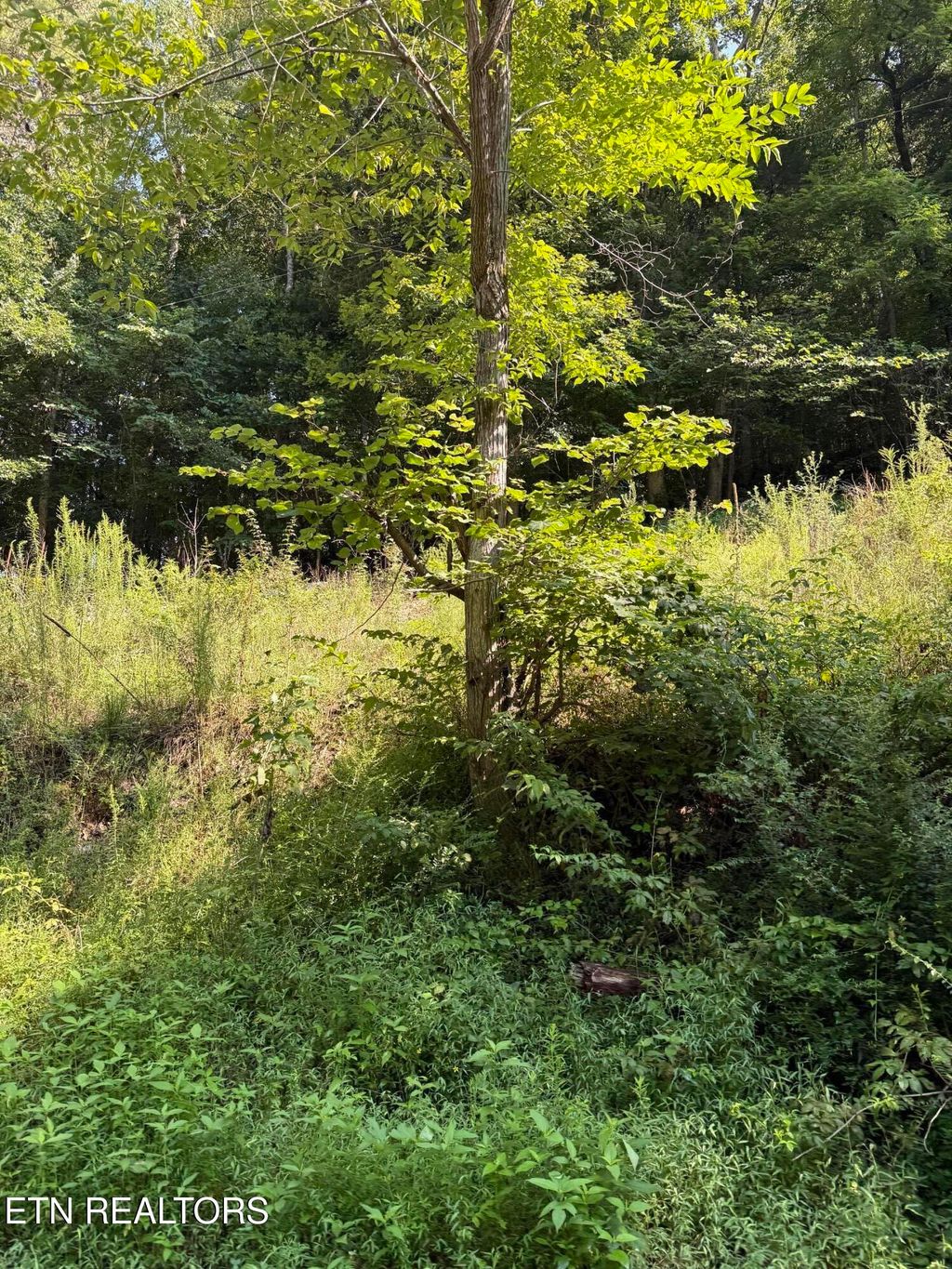 Photo of 115 Hughes Hollow Rd, Philadelphia, TN 37846 (MLS # 1312625)