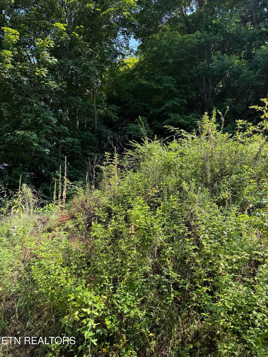 Photo of 115 Hughes Hollow Rd, Philadelphia, TN 37846 (MLS # 1312625)