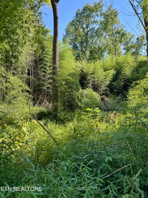 LENOIR AVE, ROCKWOOD, TN 37854 - Image 51e5cbdc217b2be81be258aa8e3e260a/2236627546