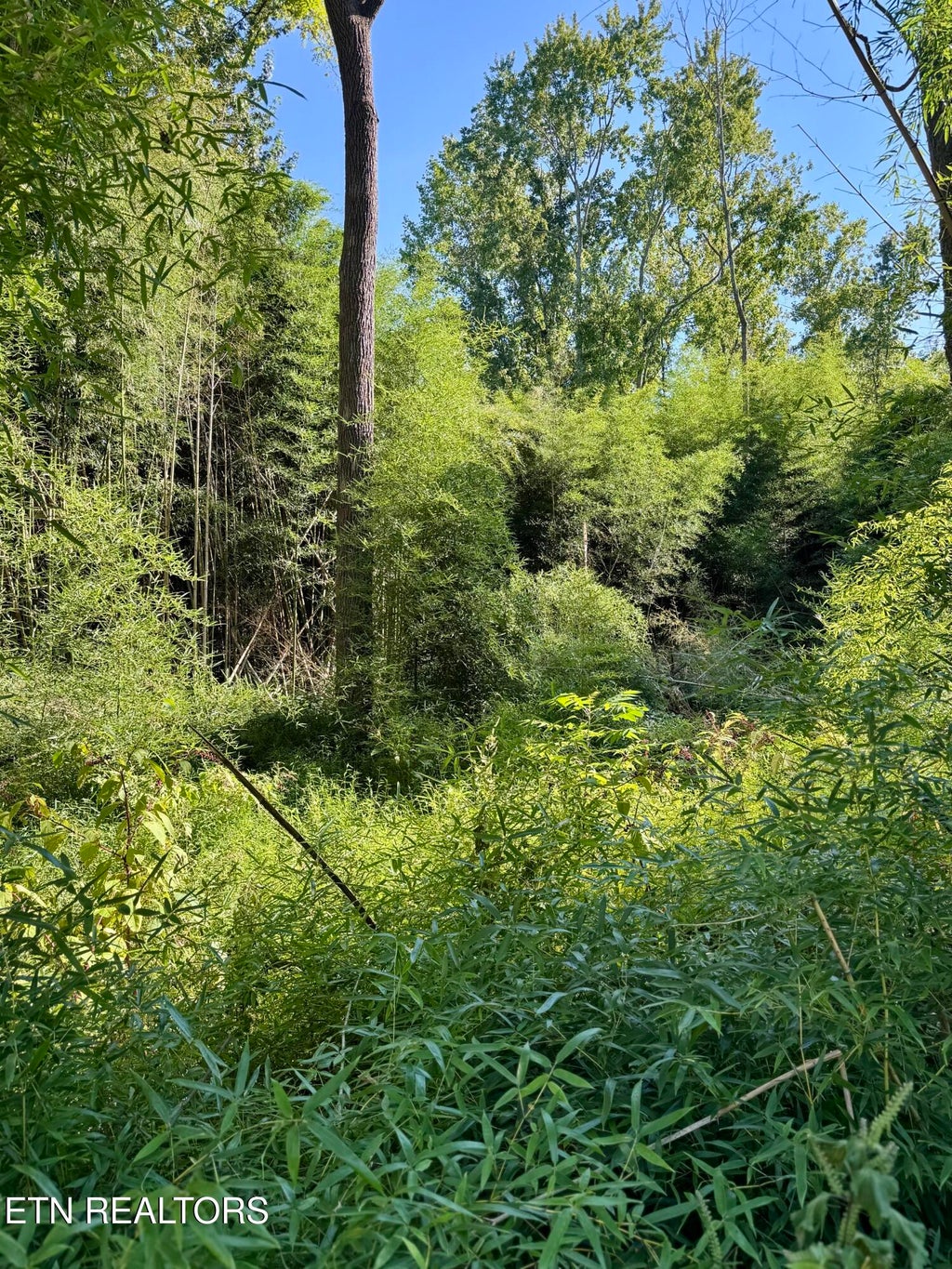Photo of S Lenoir Ave, Rockwood, TN 37854 (MLS # 1355385)