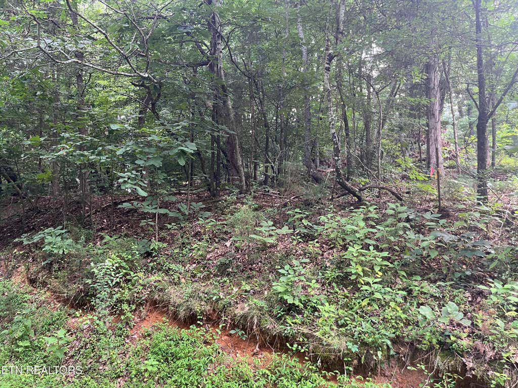 Photo of 3278 Hillside Rd, White Pine, TN 37890 (MLS # 1346209)