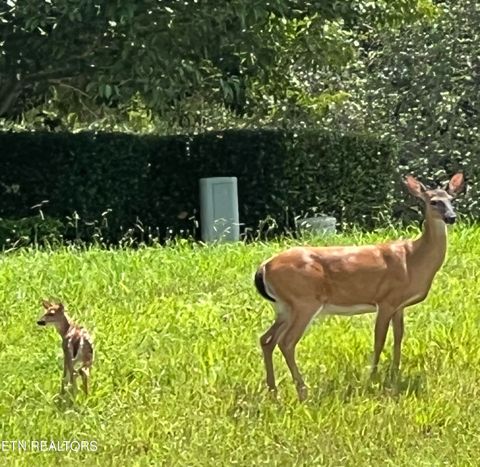 Tiny photo for 230 Morning Dove Drive, Vonore, TN 37885 (MLS # 1329102)