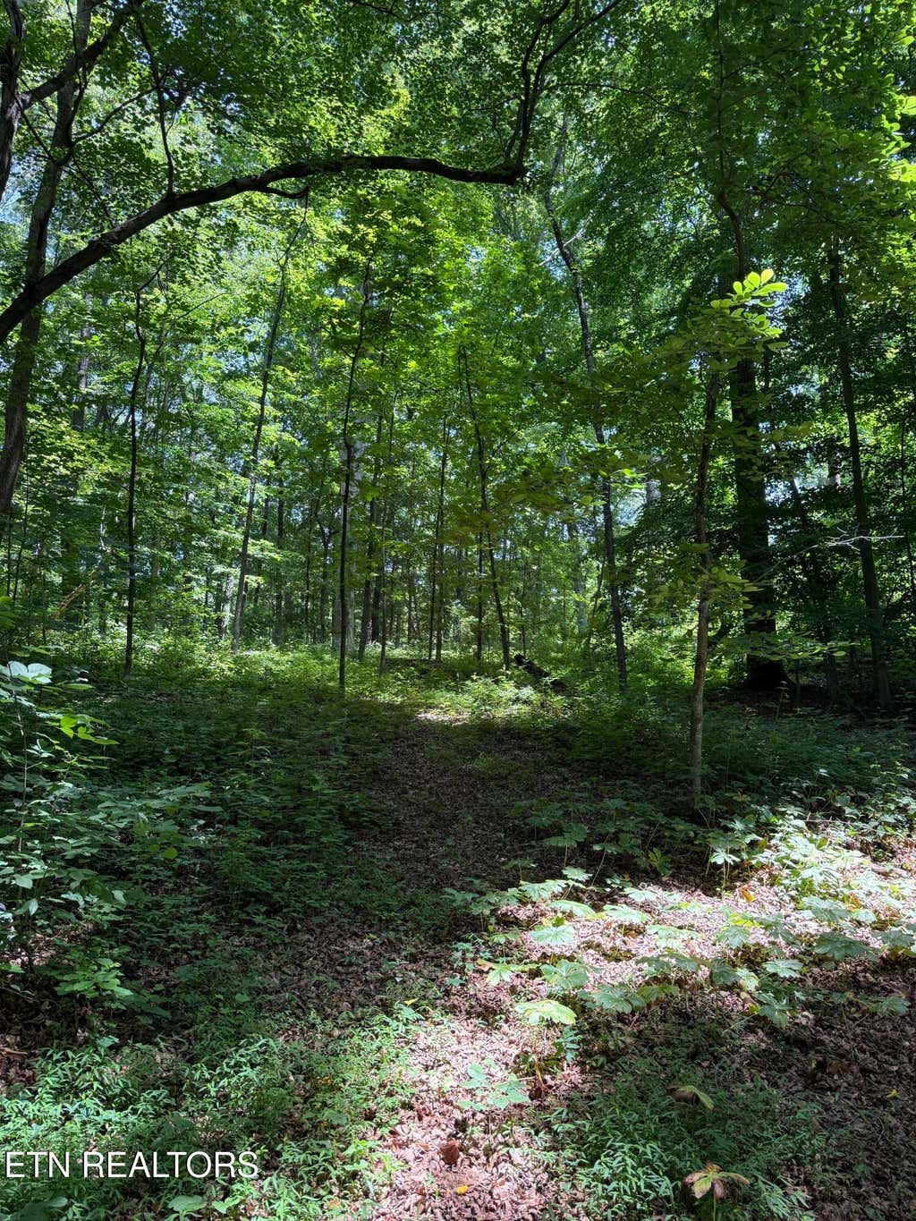 Photo of 426422 County Road 728. (58.5 acres), Riceville, TN 37370 (MLS # 1343407)