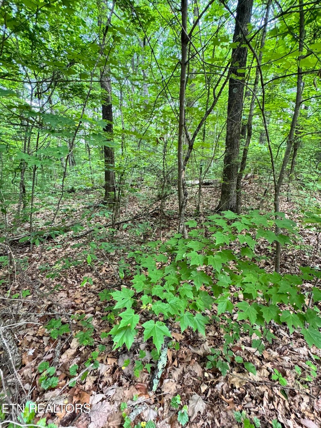 Photo of Prettiest Sunset Lot #4 Way, Seymour, TN 37865 (MLS # 1300908)