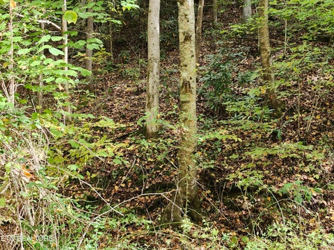 Tiny photo for 4121 S Boogertown Rd, Pigeon Forge, TN 37876 (MLS # 1359325)