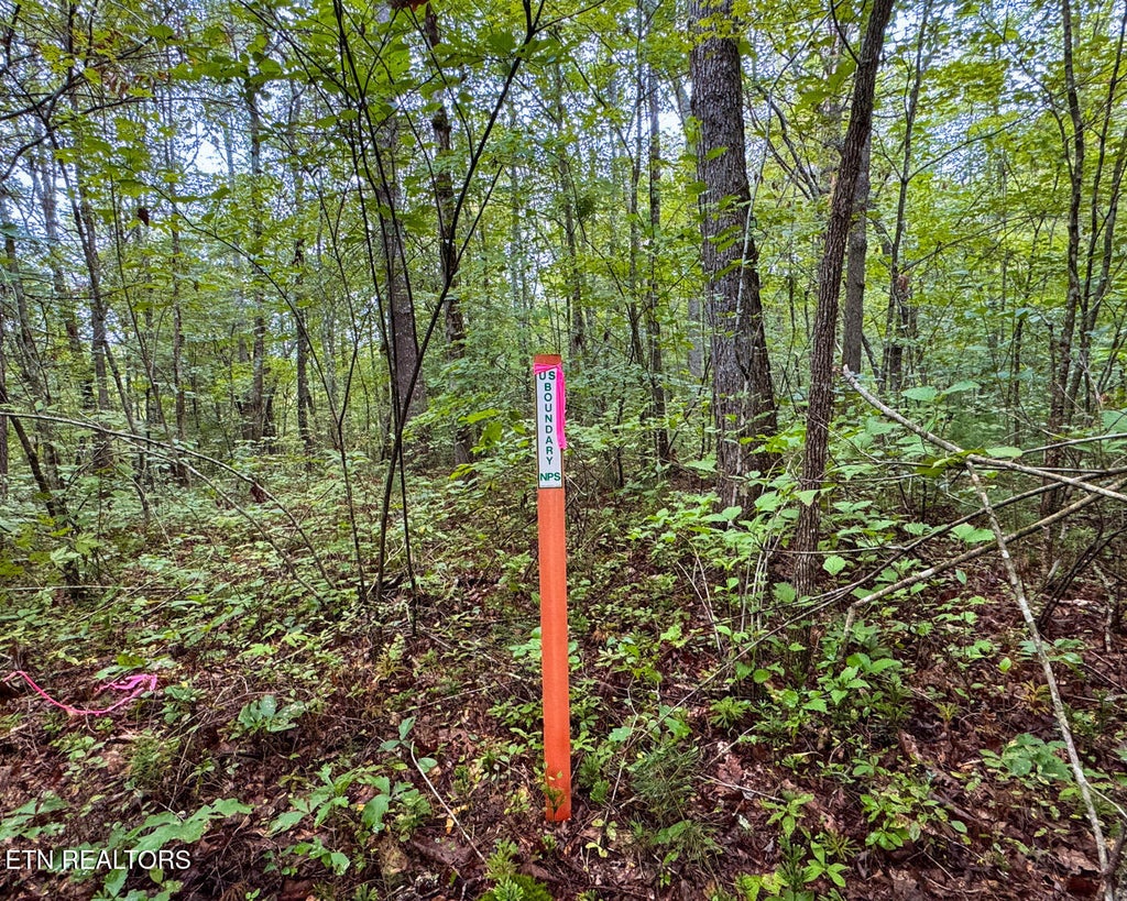 Photo of Sheep Ranch Rd, Robbins, TN 37852 (MLS # 1313251)
