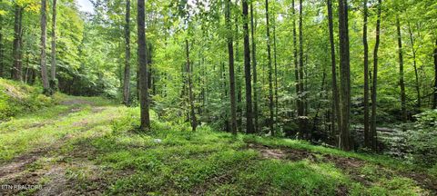 Tiny photo for 33 South Highway 32, Cosby, TN 37722 (MLS # 1315009)