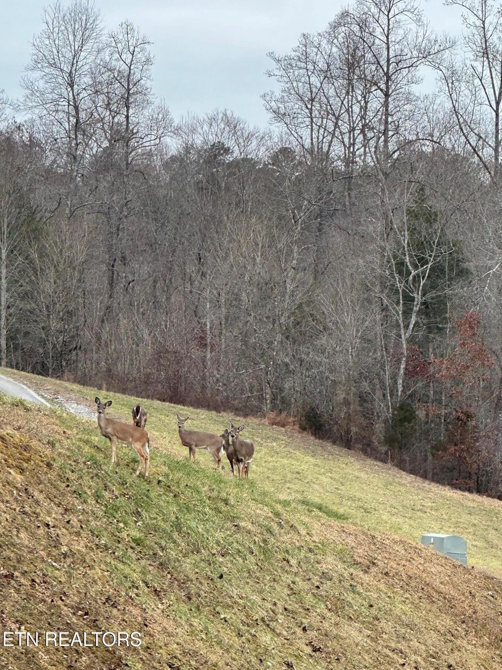 Photo of 501 Cedar Gate Lane, LaFollette, TN 37766 (MLS # 1304529)