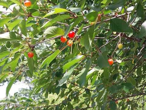 Tiny photo for 3381 Upper Caney Valley Rd, Tazewell, TN 37879 (MLS # 1359381)