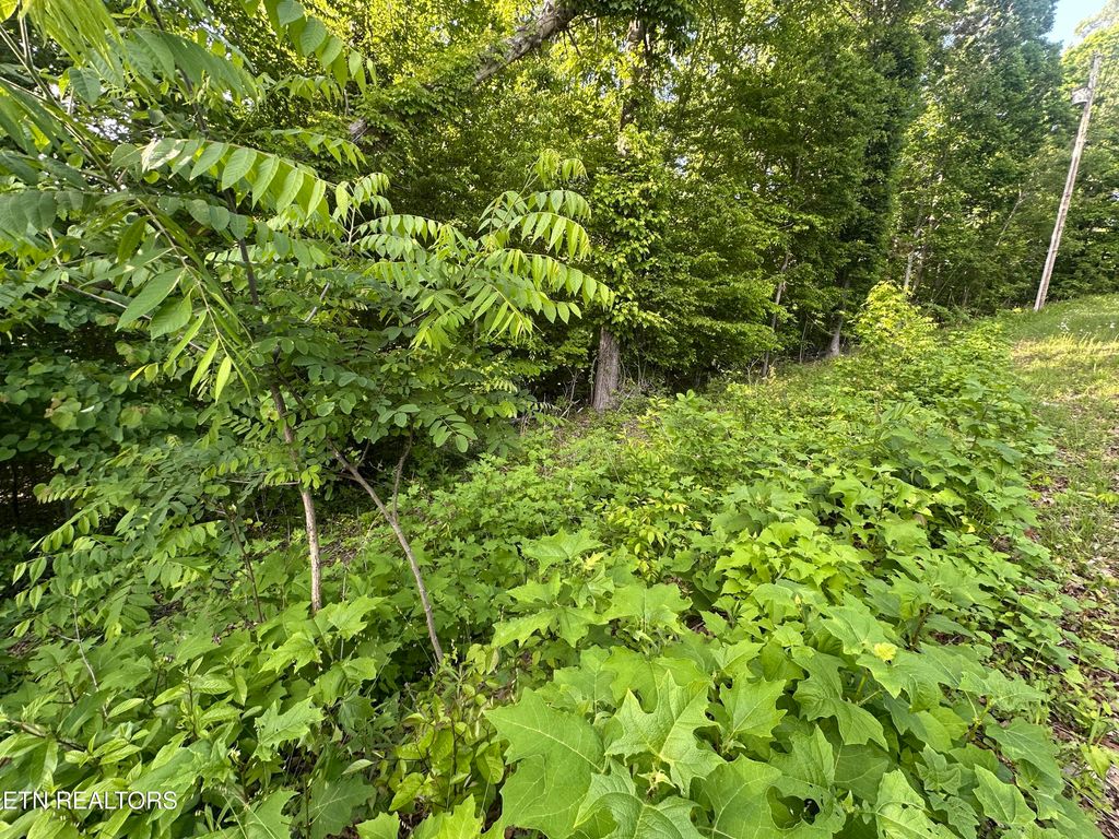 Photo of Pine Hollow Rd, Jacksboro, TN 37757 (MLS # 1340197)