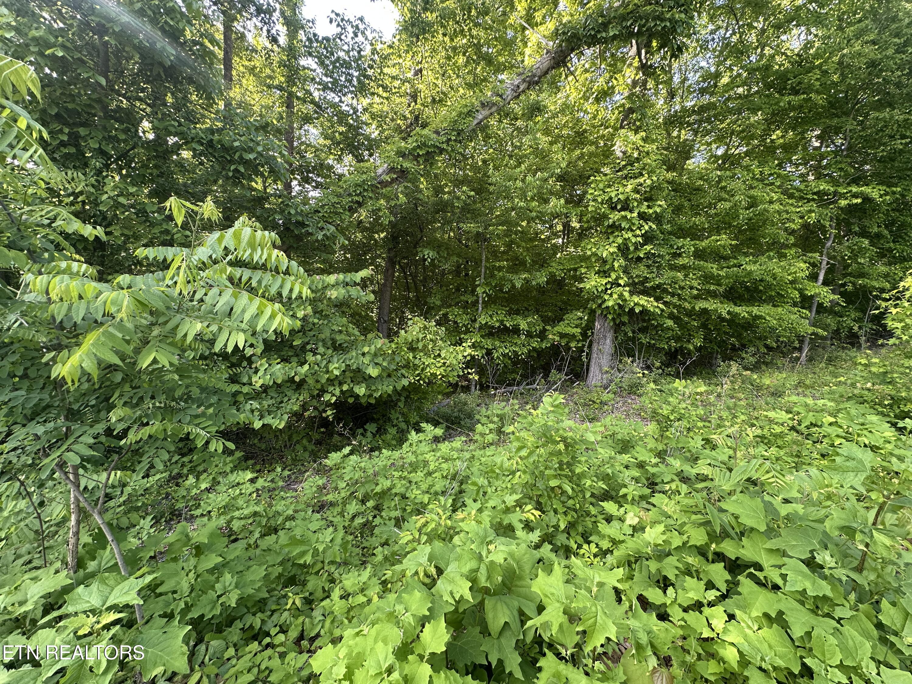 Pine Hollow Rd