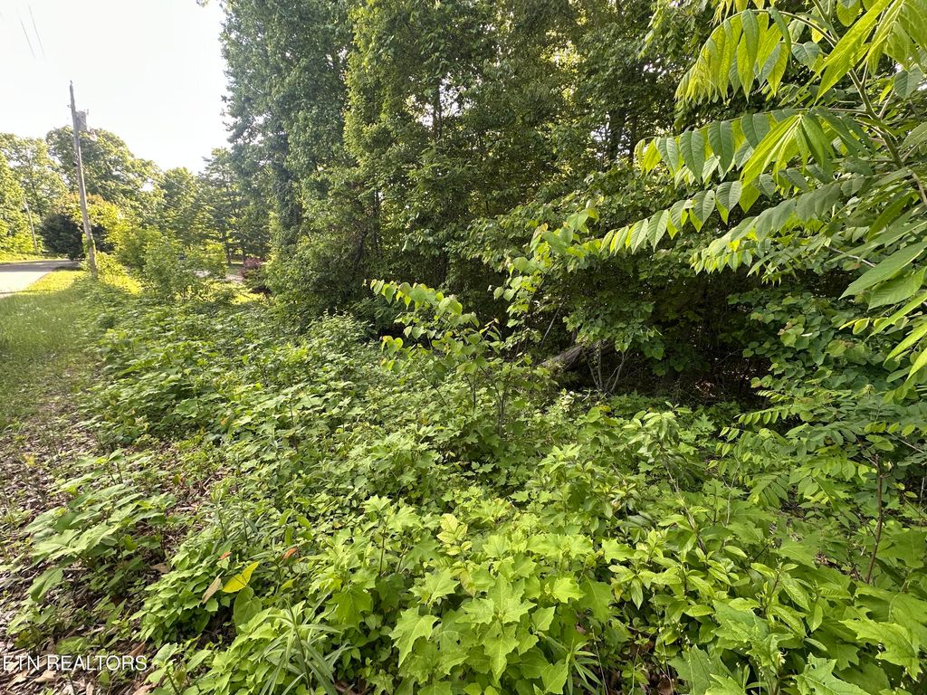 Photo of Pine Hollow Rd, Jacksboro, TN 37757 (MLS # 1340197)