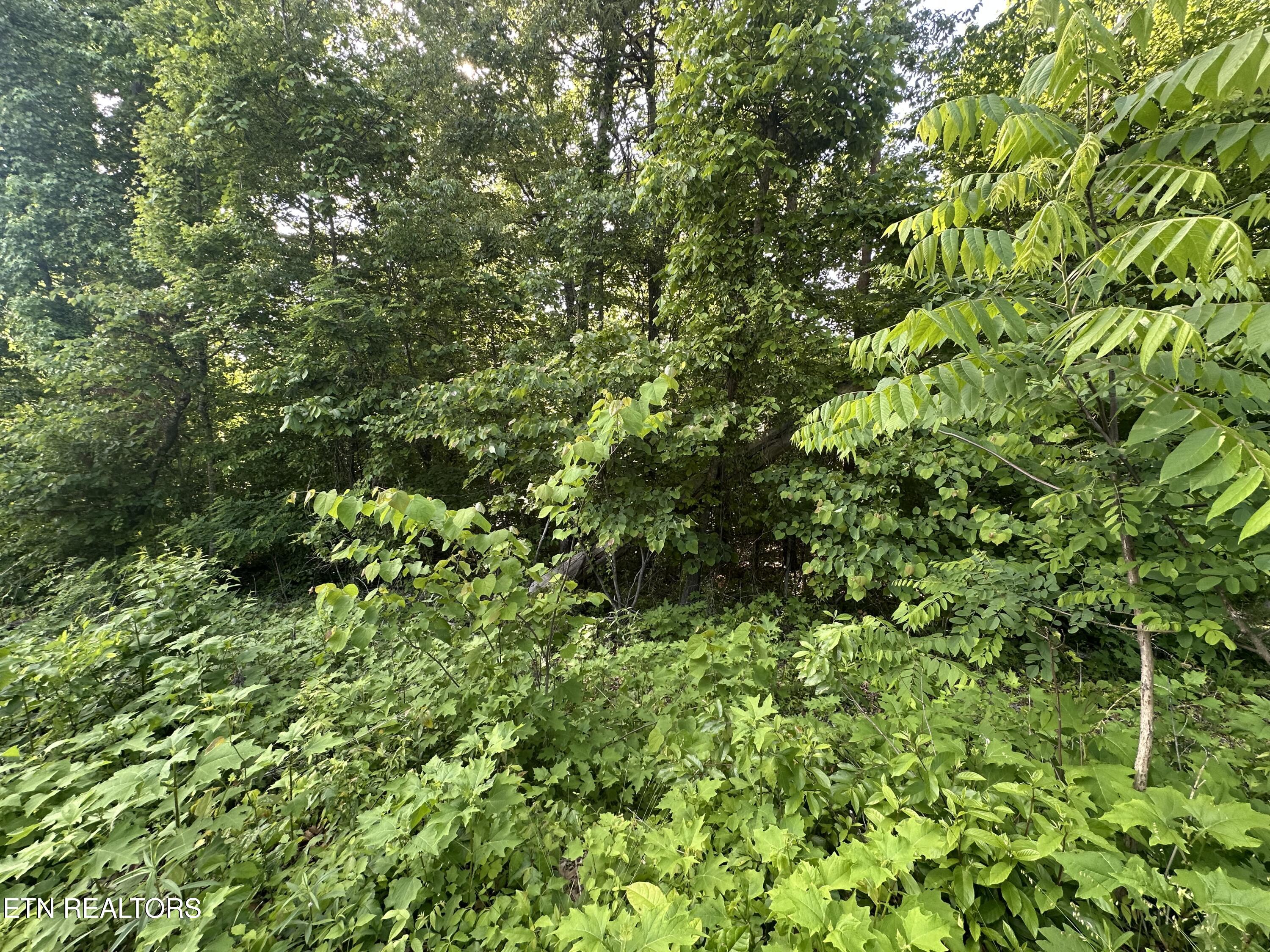 Pine Hollow Rd