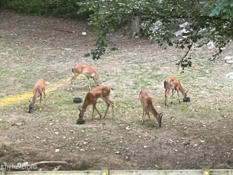 Tiny photo for 919 Highway 340, Parrottsville, TN 37843 (MLS # 1319978)