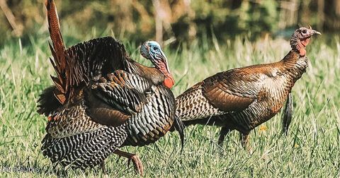 Tiny photo for 2497 Mt Carmel Rd, Decatur, TN 37322 (MLS # 1322232)