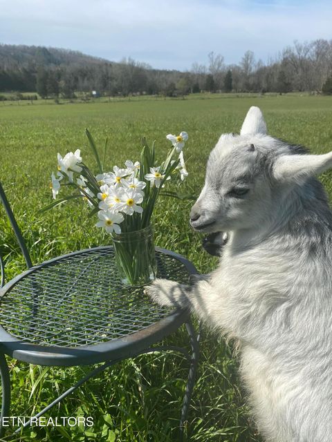 Tiny photo for 2497 Mt Carmel Rd, Decatur, TN 37322 (MLS # 1322232)