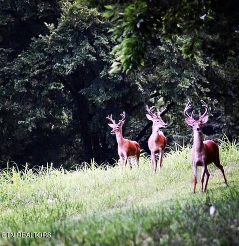 Tiny photo for 2497 Mt Carmel Rd, Decatur, TN 37322 (MLS # 1322232)