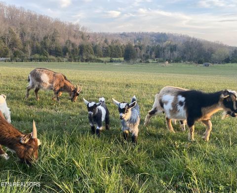 Tiny photo for 2497 Mt Carmel Rd, Decatur, TN 37322 (MLS # 1322232)